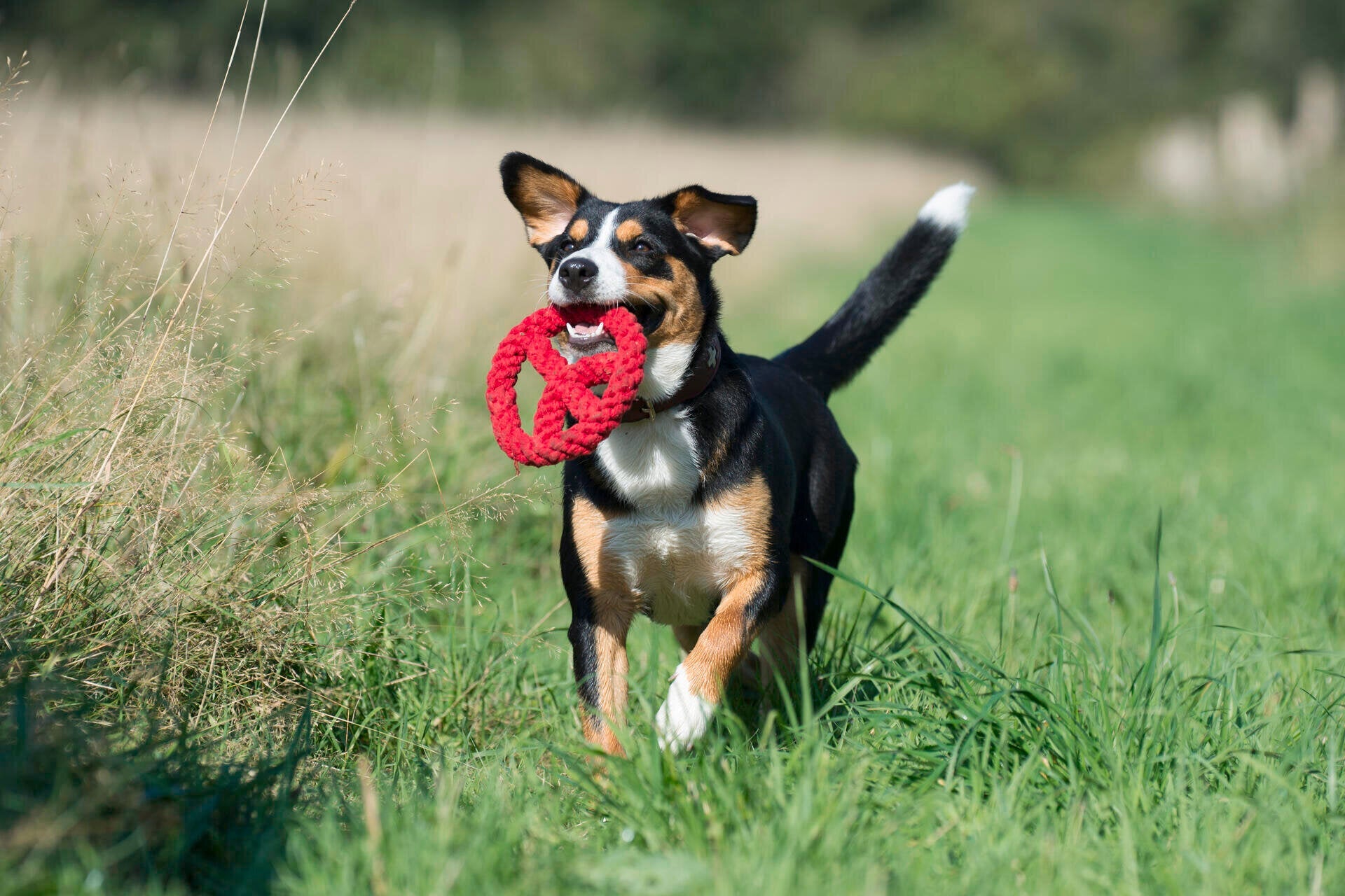 11900_1tgZqfPen0m9rl