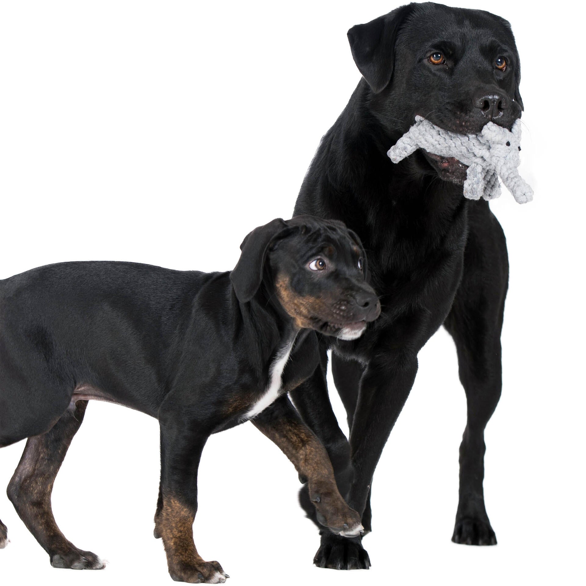 13004_4-Safari9nGyhK7jI3B1d