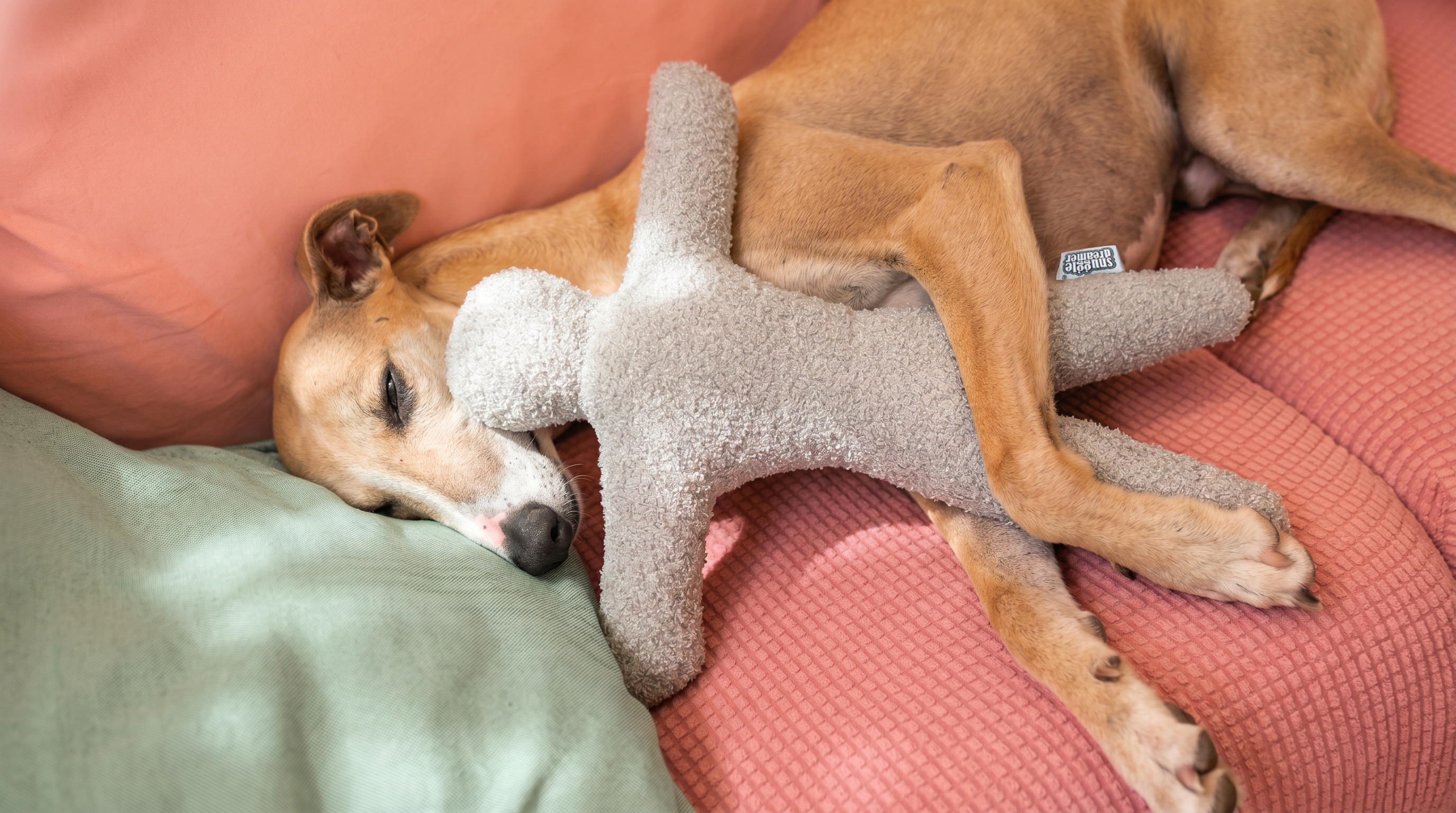 snuggle dreamer - Bandito