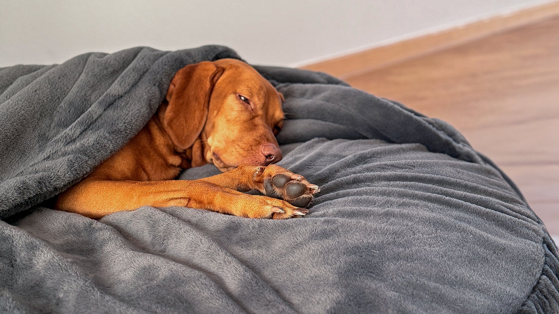 snuggle dreamer - EasyPeasy