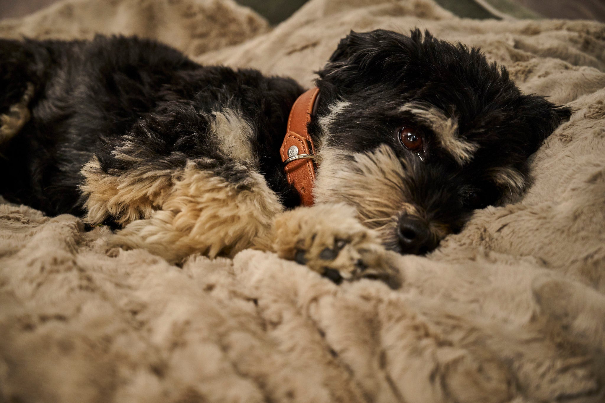 LABONI_08_2022_Bolonka_279