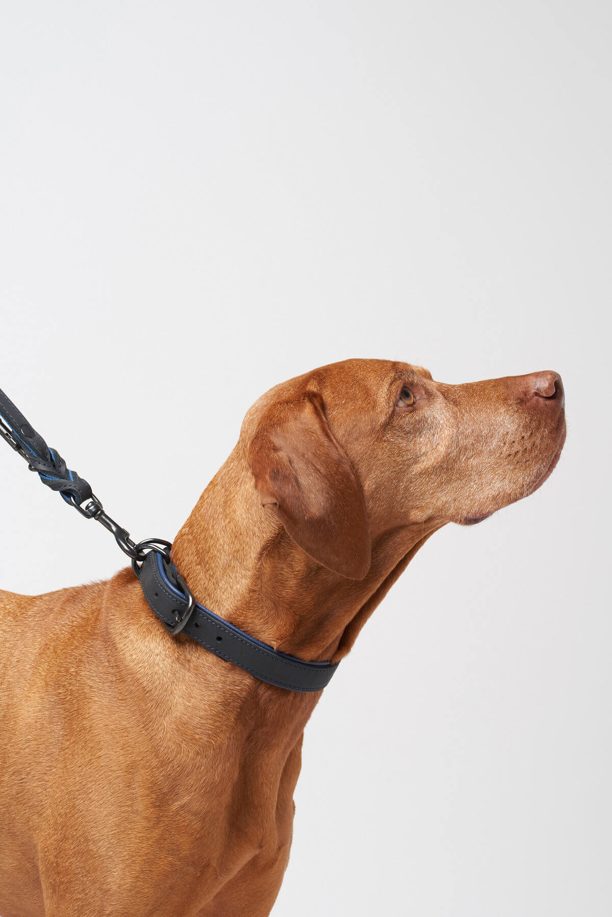 BlackSky Dog Leash