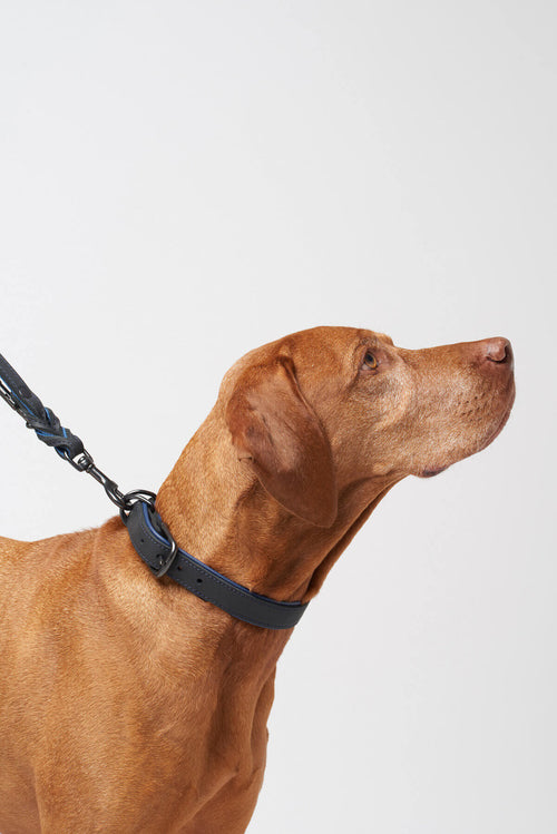BlackSky Dog Leash