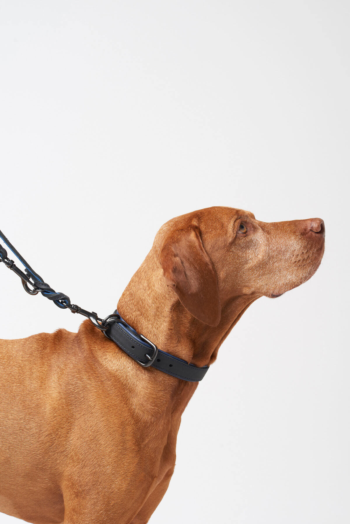 BlackSky Dog Leash