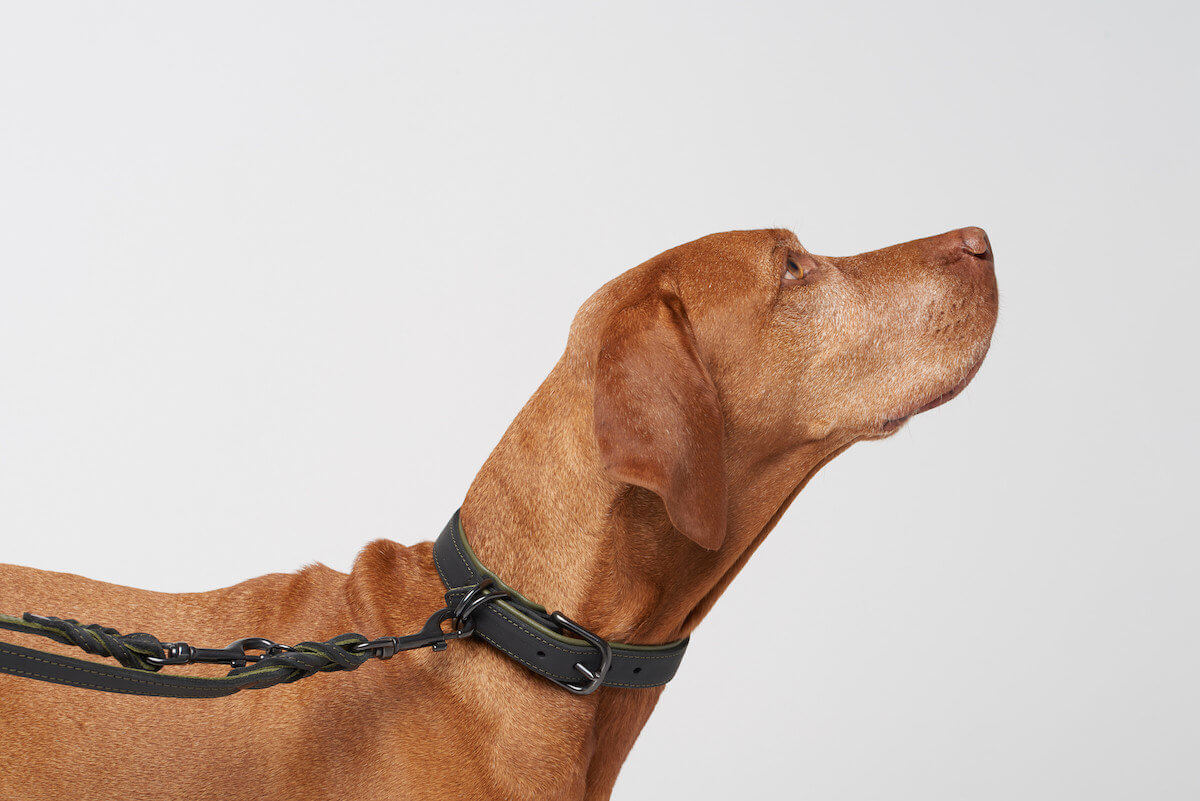 Halsband BlackPark